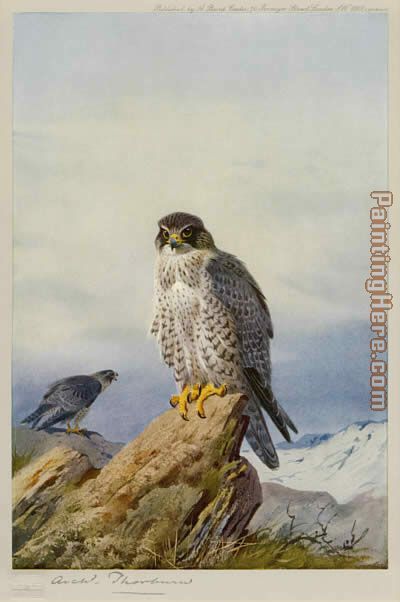 Archibald Thorburn Gyr Falcon